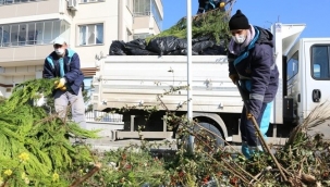 15 bin ton budama atığı gübre oldu
