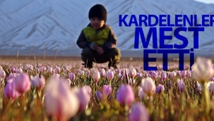 Karlı dağlarla birleşen kardelenler mest etti