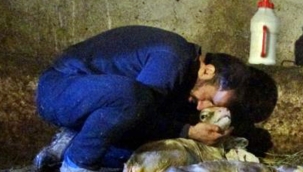 Kesilen inekten, 5 buzağı çıktı! Ölen 4 buzağının başında hüngür hüngür ağladı