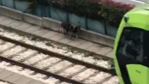 Raylara giren davetsiz misafir binlerce insanın yolculuğunu aksattı