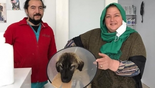 Traktörün çarptığı köpeğin ameliyat masraflarını sigorta şirketi karşıladı