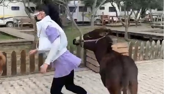 Bak şu sıpanın yaptığına!
