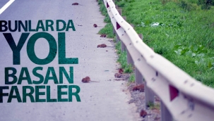 Bunlar da yol basan fareler
