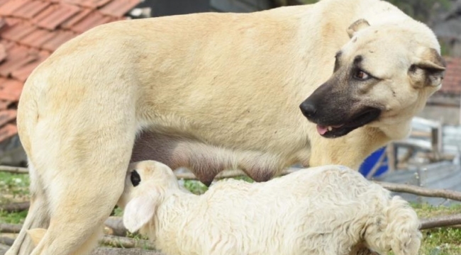 Çoban köpeği, kuzuya süt annelik yapıyor