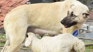 Çoban köpeği, kuzuya süt annelik yapıyor