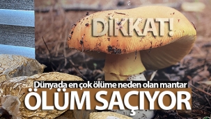 Doğada yoğunlukla bulunan köy göçüren mantarı öldürüyor