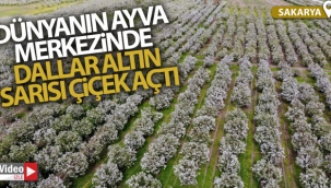 Dünyanın ayva merkezinde dallar altın sarısı çiçek açtı