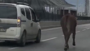 İpini koparan boğa Bursa trafiğinde koşturdu