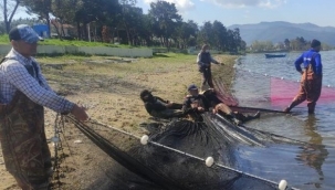 İznik Gölü’nde gümüş balığı rekoru: 1 günde 15 ton