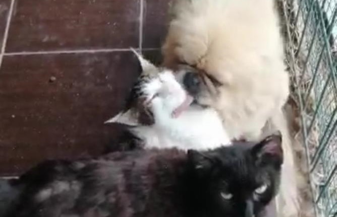 Köpek, kedileri yalamaya doyamadı