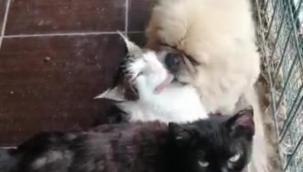 Köpek, kedileri yalamaya doyamadı