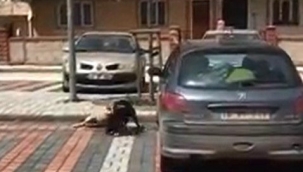 Pitbull sokak köpeğine böyle saldırdı