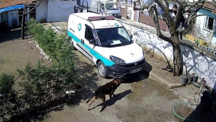 Sakarya'da trajikomik olay