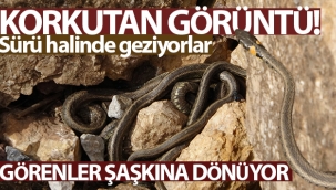 Ürküten görüntü! Sürü halinde geziyorlar