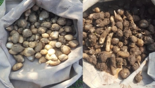 Yasaklı salep soğanı toplayan 3 kişiye 724 bin tl ceza kesildi