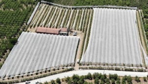 Çiftçinin dolu önlemi!