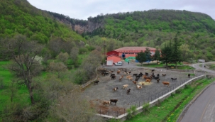 Bu da 'büyükbaş hayvan oteli'