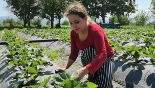 Bursa çileğinde hasat zamanı