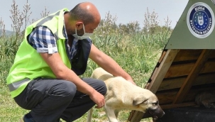 Bursa'da gönüllüler can dostları için sokağa çıktı