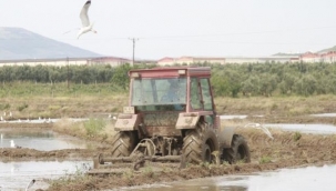 Çeltik üretiminin çileli yolculuğu başladı