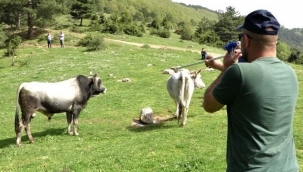 Dağda kurbanlık dana avı