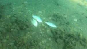 Deniz salyaları su altını böyle vurdu