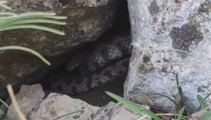 Dev yılanı gören köylüler paniğe kapıldı