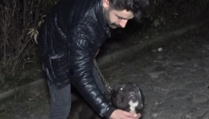 Karlos yakaladı mahkeme serbest bıraktı!