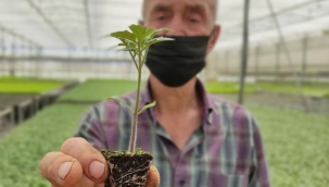 Milyonlarca sebze fidesi elde kaldı