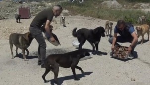 Onun aracını gören köpekler camlara atlıyor