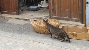 Pandemi sebebiyle kapalı olan lokantada mahsur kalan kedileri HAYDİ ekibi kurtardı