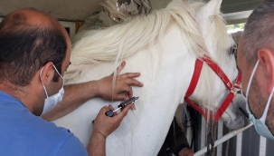 Rahvan yarış atlarına çip takıldı