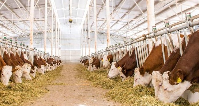 Süt fiyatları kalitesine göre belirlenecek