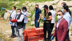 Tedavileri tamamlanan hayvanlar doğaya salındı
