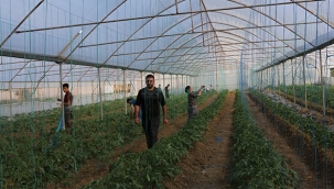 Terörden temizlenen topraklar üretici ile yeniden hayat buluyor