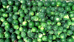 Tescilli Adana karpuzunda hasat başladı