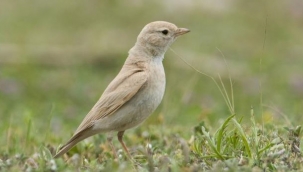 Türkiye’de ilk kez 'Küçük Çöl Toygarı’ görüldü