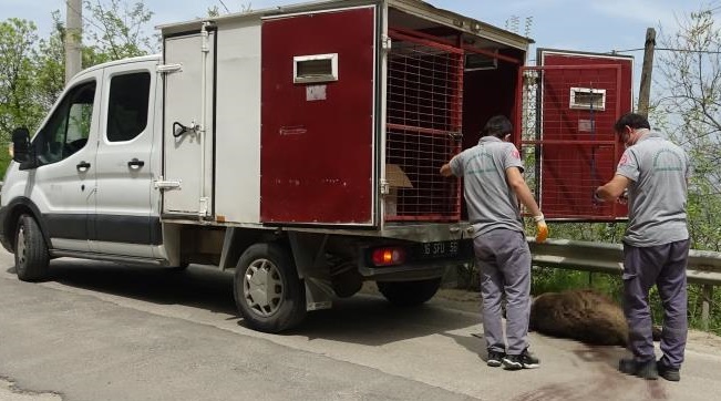 Uludağ yolunda devasa domuz şok etti