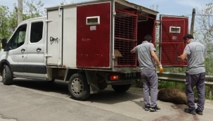 Uludağ yolunda devasa domuz şok etti
