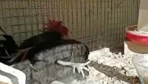 Ünü dünyaya yayılan ‘Bayılan horoz' İngiltere'den davet aldı