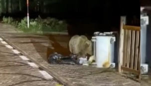 Aç ayı yerleşim yerine indi