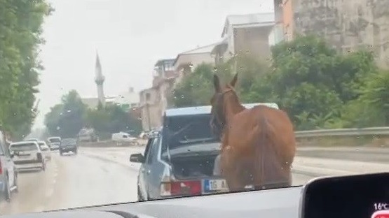 Aracın arkasına at bağlayıp koşturan şahsa ağır ceza