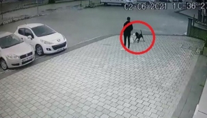 Bursa'da pitbull dehşeti!