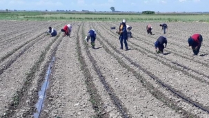 Bursa'da sulama sezonu başladı