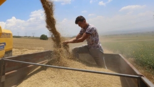Çiftçi umudunu buğdaya bağladı