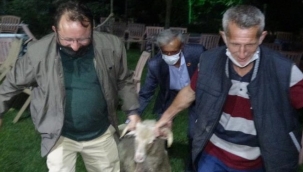 Firari koç 13 saatte yakalandı