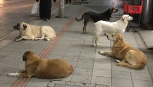 Gemlik'te sokak köpekleri tehlike saçıyor