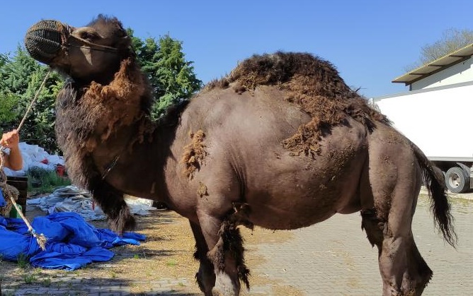 Güreşçi deve kurbanda alıcısını bekliyor