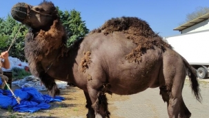 Güreşçi deve kurbanda alıcısını bekliyor
