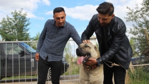 'Kangal'ın merhameti